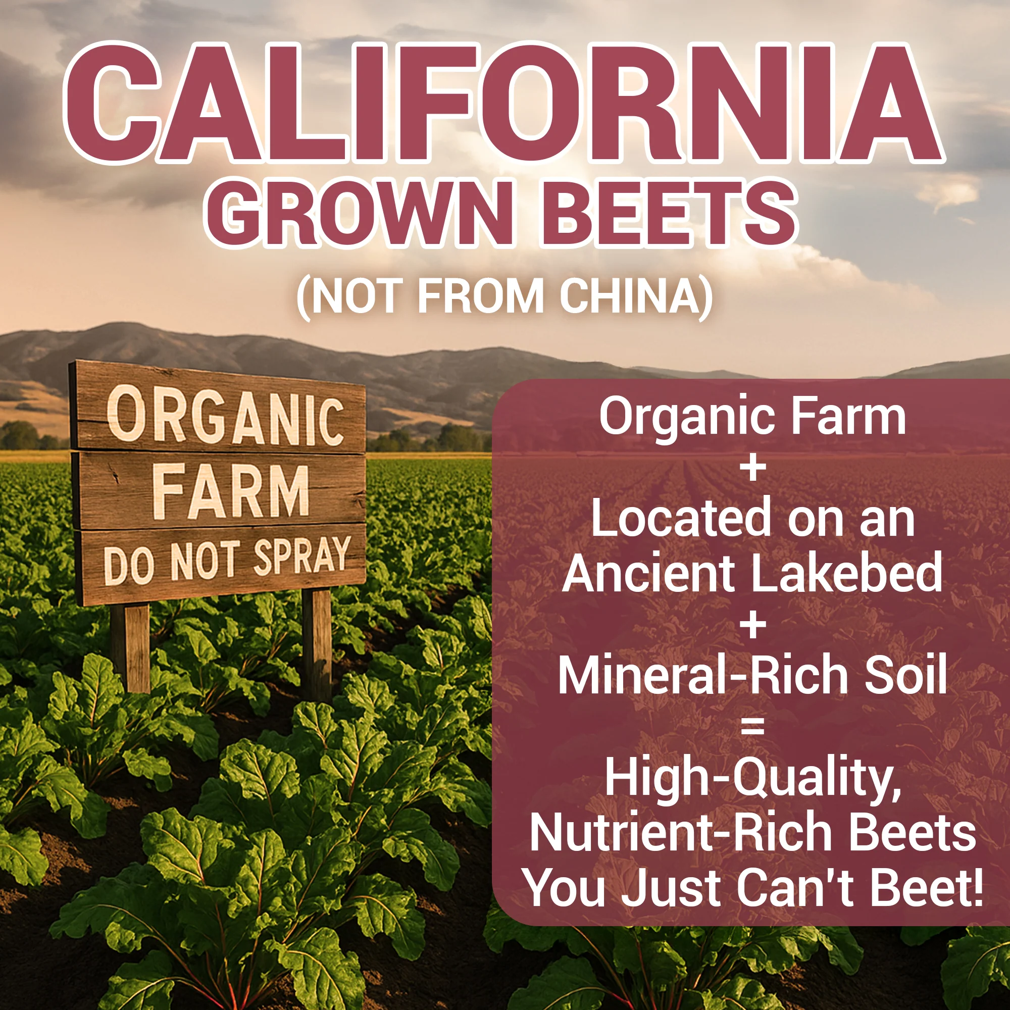 Organic Beetroot Juice Powder – Raw, Fresh, USDA Organic - 3.18 oz - Image 5